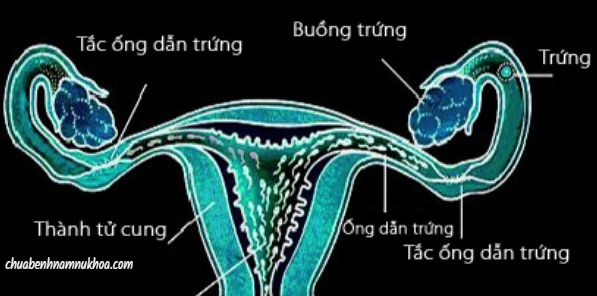 Dính vòi trứng alt-tag