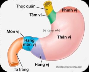 loét dạ dày tá tràng loét dạ dày tá tràng