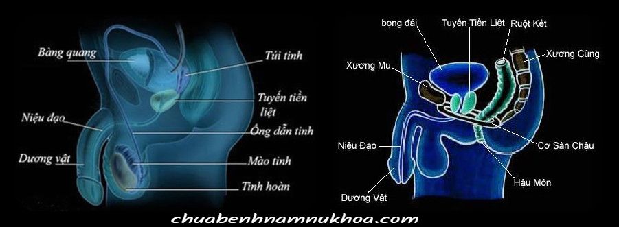 tuyến tiền liệt tuyến tiền liệt