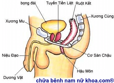 tiền liệt tuyến tiền liệt tuyến